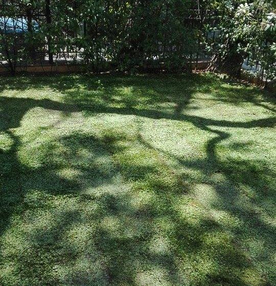 γκαζόν